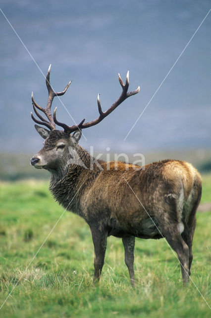 Edelhert (Cervus elaphus)