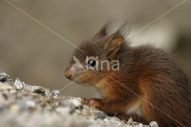 Eekhoorn (Sciurus vulgaris)