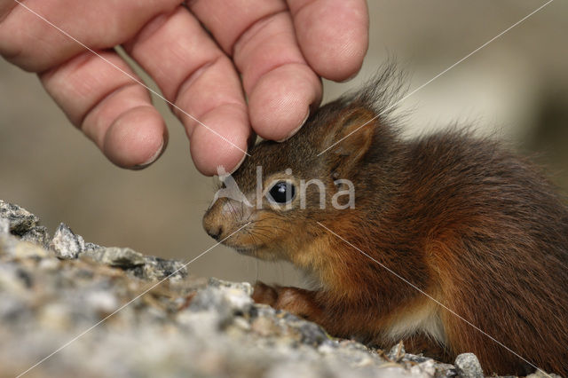 Eekhoorn (Sciurus vulgaris)