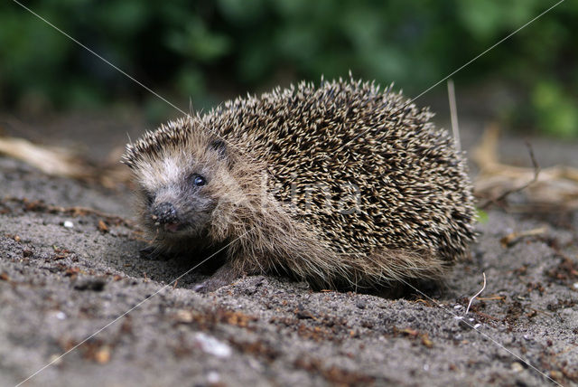 Egel (Erinaceus europaeus)