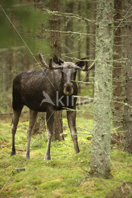 Eland (Alces alces)