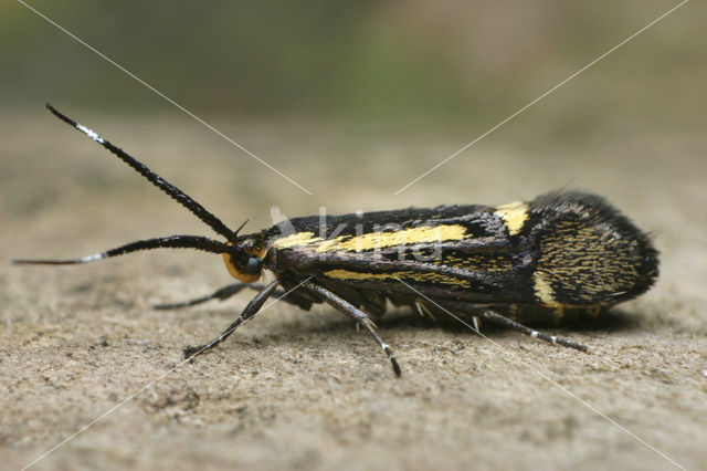 Esperiamot (Esperia sulphurella)