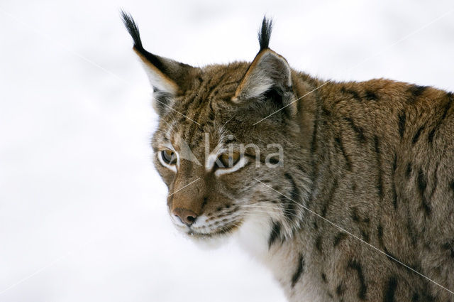 Euraziatische lynx (Lynx lynx)