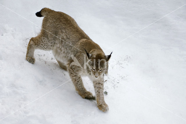 Euraziatische lynx (Lynx lynx)