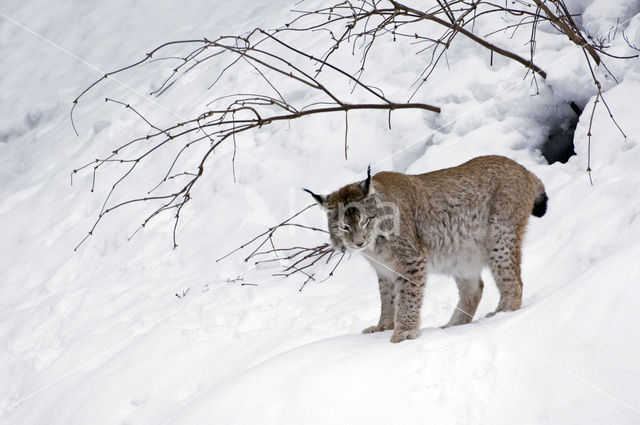 Euraziatische lynx (Lynx lynx)