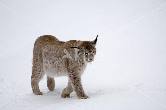 Euraziatische lynx (Lynx lynx)