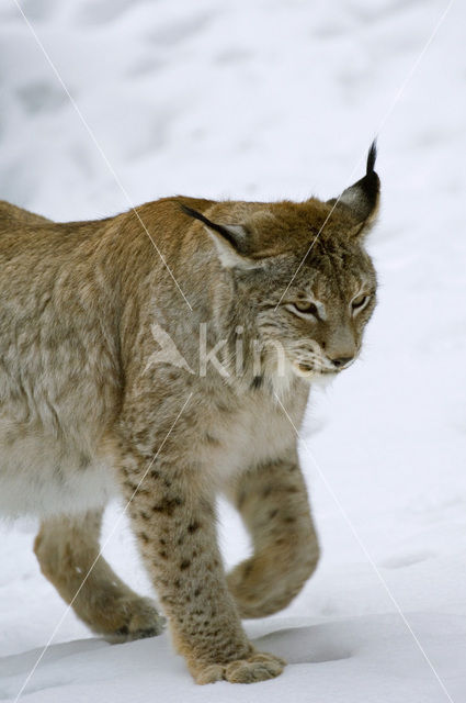 Euraziatische lynx (Lynx lynx)