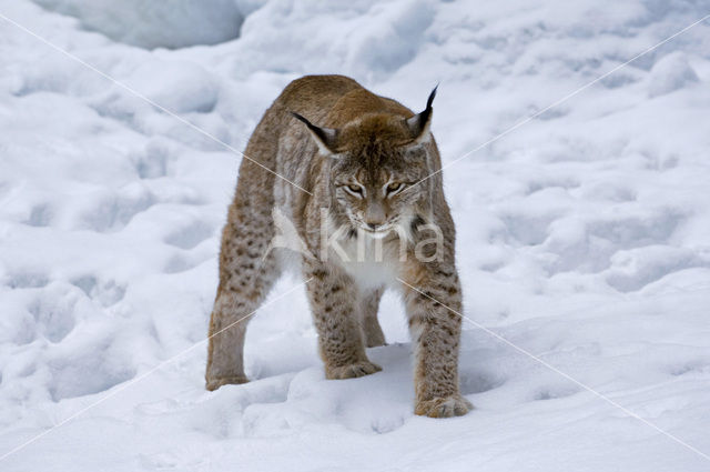 Euraziatische lynx (Lynx lynx)