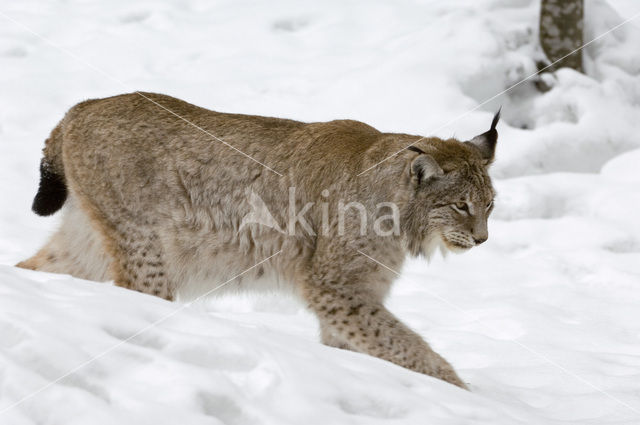 Euraziatische lynx (Lynx lynx)