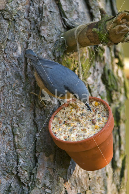 Europese Boomklever (Sitta europaea)