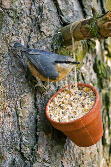 Europese Boomklever (Sitta europaea)