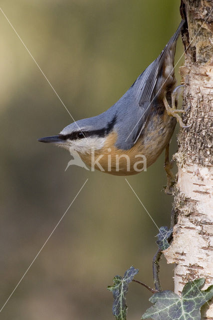 Europese Boomklever (Sitta europaea)