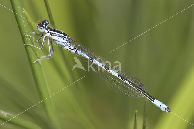 Gaffelwaterjuffer (Coenagrion scitulum)