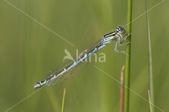 Gaffelwaterjuffer (Coenagrion scitulum)