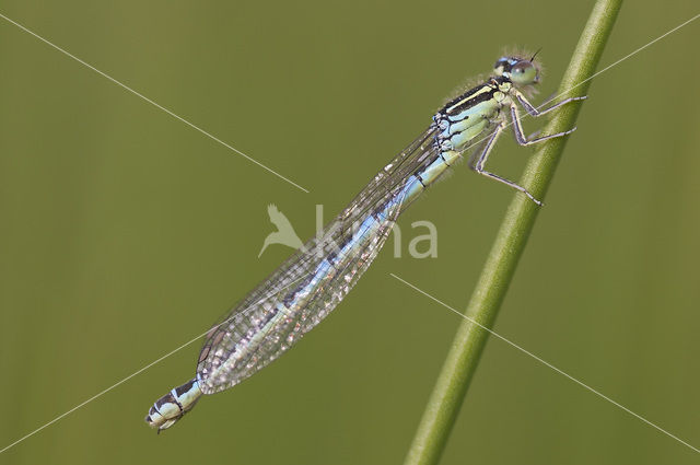 Gaffelwaterjuffer (Coenagrion scitulum)