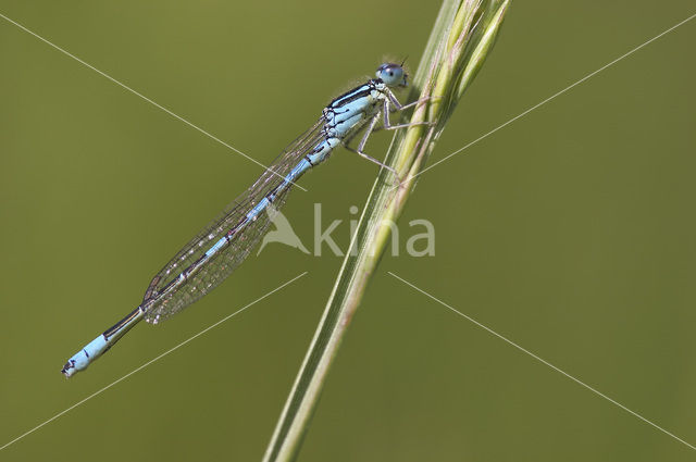 Dainty Damselfly (Coenagrion scitulum)