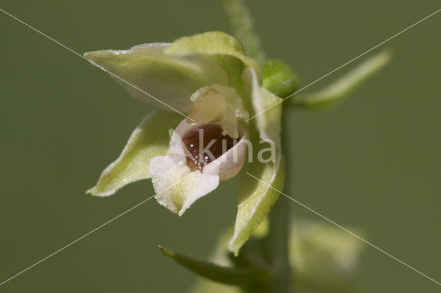 Geelgroene wespenorchis (Epipactis muelleri)