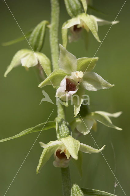 Geelgroene wespenorchis (Epipactis muelleri)