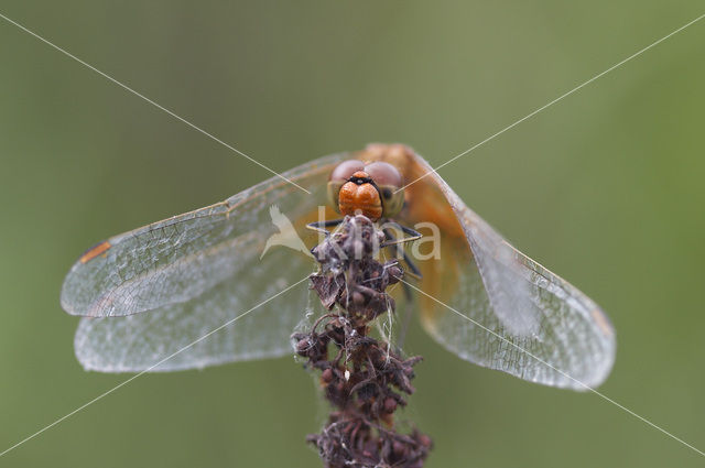 Geelvlekheidelibel (Sympetrum flaveolum)