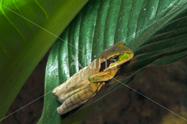 Gemaskerde boomkikker (Smilisca phaeota)