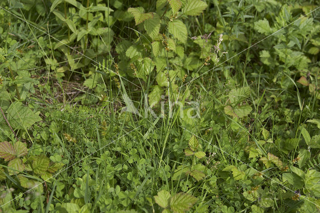 Spiked Sedge (Carex spicata)