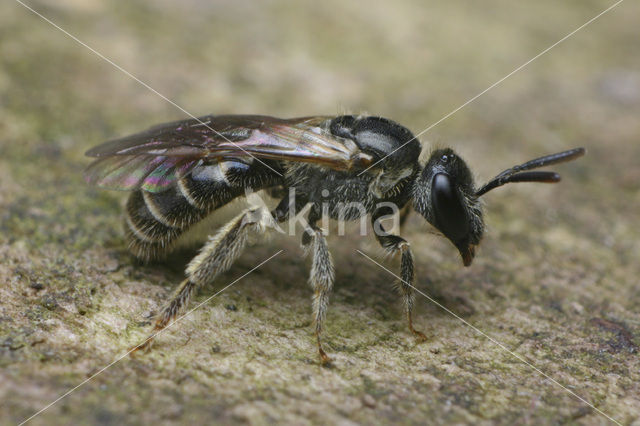 Gewone franjegroefbij (Lasioglossum sexstrigatum)