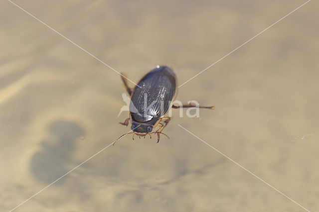 Gewone geelgerande waterroofkever