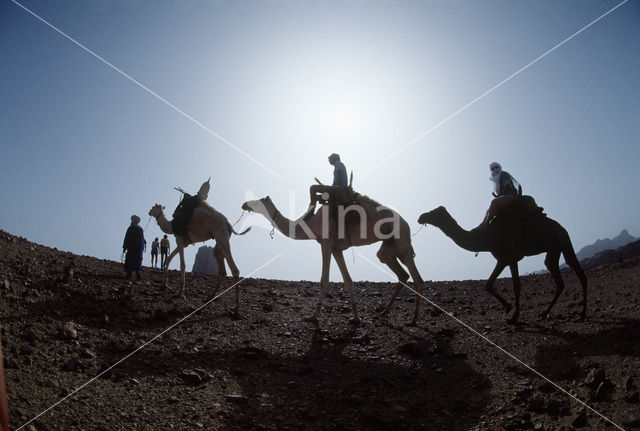 Bactrian Camel