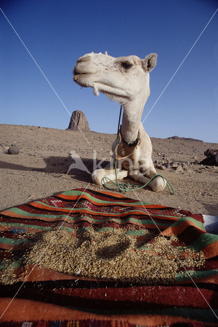 Bactrian Camel