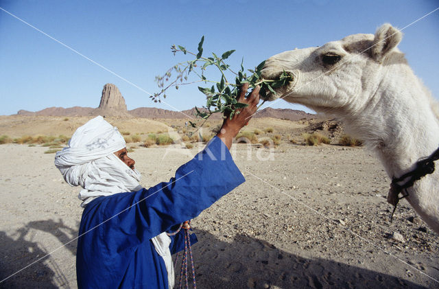 Gewone kameel (Camelus ferus)