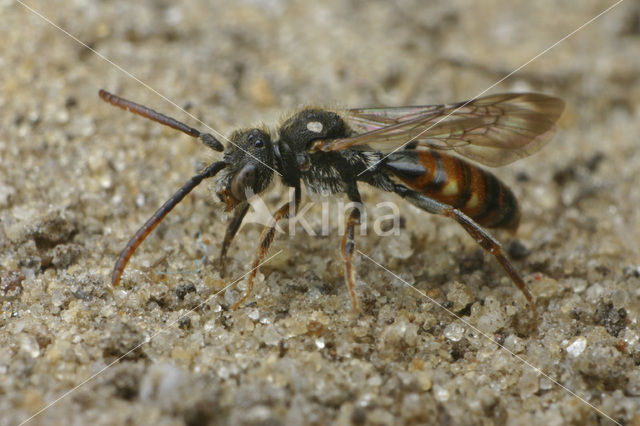 Gewone kleine wespbij (Nomada flavoguttata)