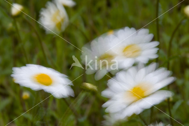 Gewone margriet (Leucanthemum vulgare)