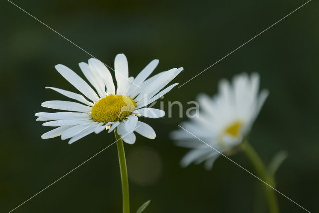 Gewone margriet (Leucanthemum vulgare)