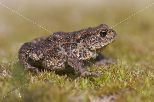 Gewone pad (Bufo bufo)