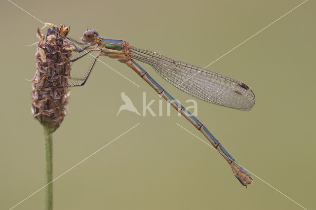 Gewone pantserjuffer (Lestes sponsa)