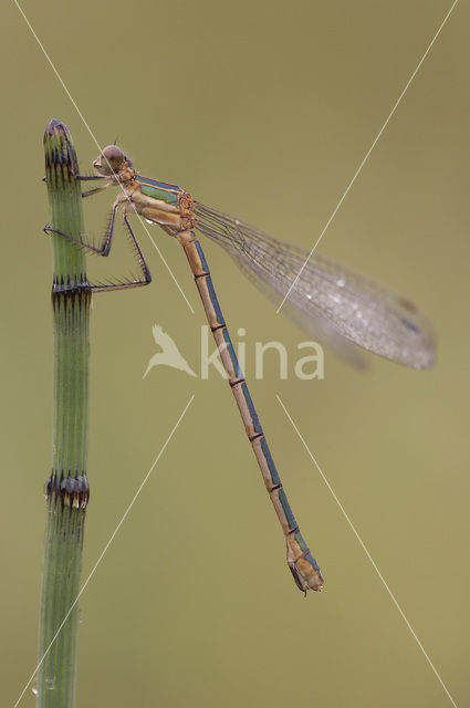 Gewone pantserjuffer (Lestes sponsa)