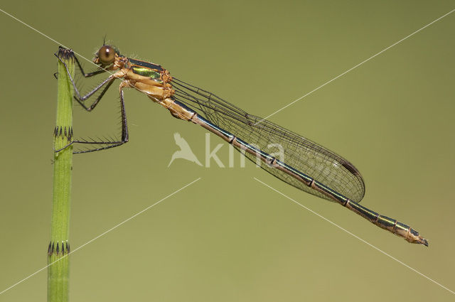 Gewone pantserjuffer (Lestes sponsa)