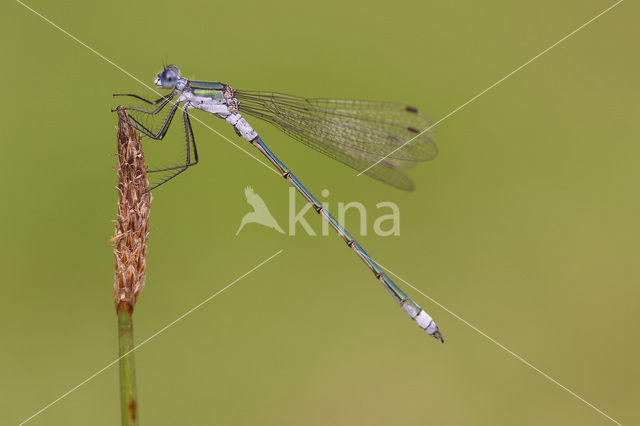 Gewone pantserjuffer (Lestes sponsa)