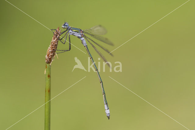 Gewone pantserjuffer (Lestes sponsa)