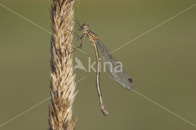 Gewone pantserjuffer (Lestes sponsa)