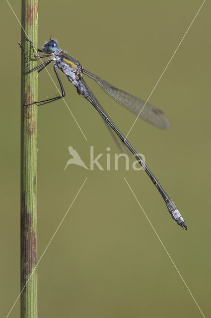 Gewone pantserjuffer (Lestes sponsa)