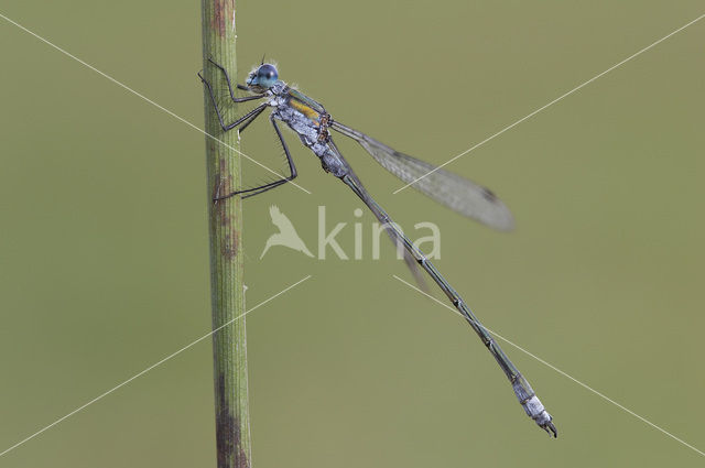 Gewone pantserjuffer (Lestes sponsa)