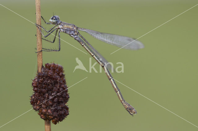 Gewone pantserjuffer (Lestes sponsa)