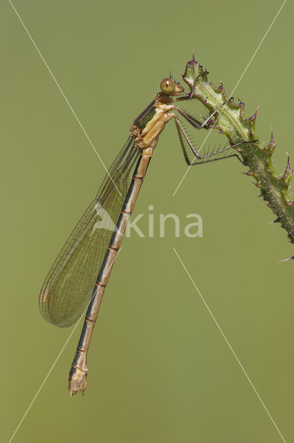 Gewone pantserjuffer (Lestes sponsa)