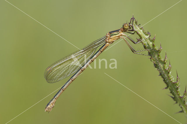 Gewone pantserjuffer (Lestes sponsa)