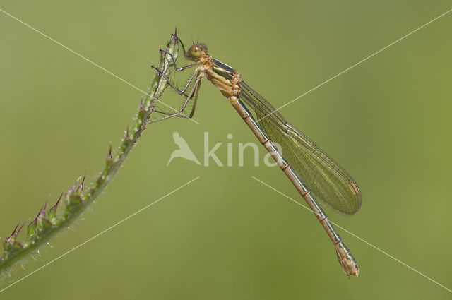 Gewone pantserjuffer (Lestes sponsa)