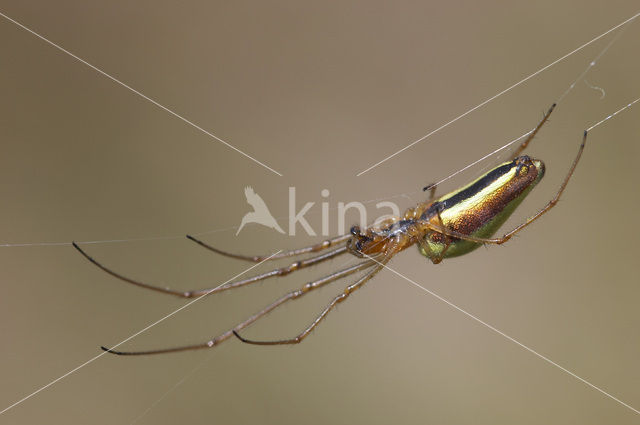 Gewone strekspin (Tetragnatha extensa)