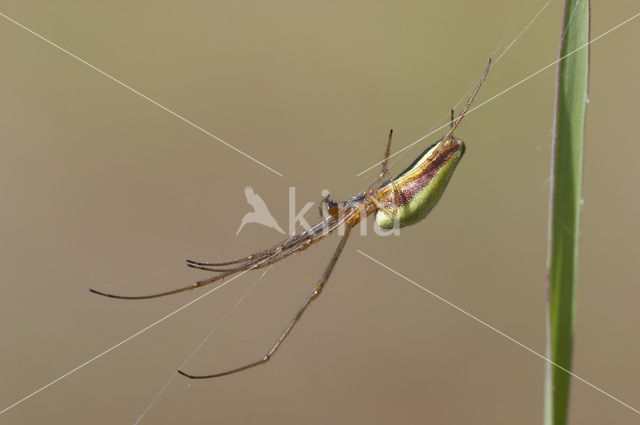 Gewone strekspin (Tetragnatha extensa)