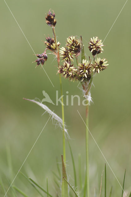 Gewone veldbies (Luzula campestris)