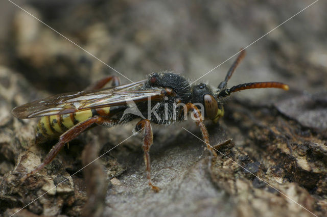 Wasp-bee (Nomada flava)